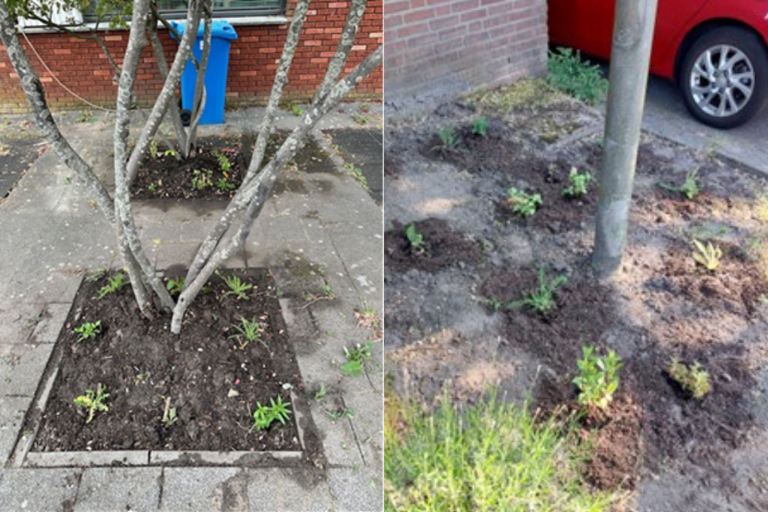 Afbeeldingen van boomspiegels waar de plantjes net zijn geplant.